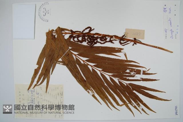 華南紫萁藏品圖，第1張