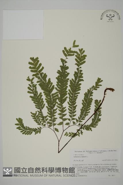 掌葉鐵線蕨藏品圖，第1張