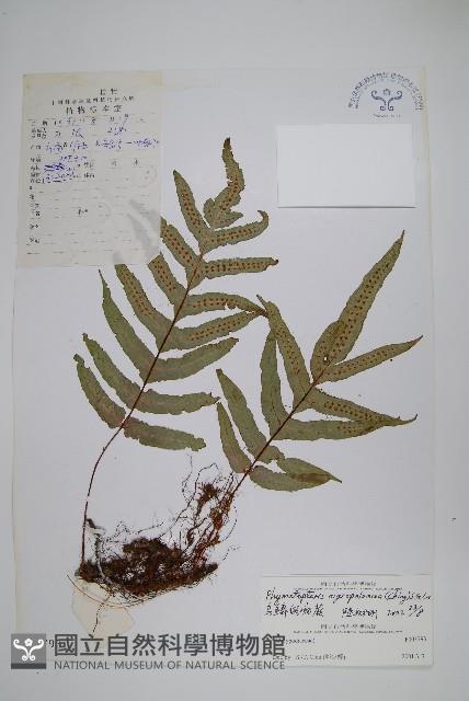 烏鱗假瘤蕨藏品圖，第1張