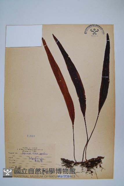 鱗瓦葦、長柄瓦葦藏品圖，第1張