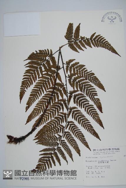 落鱗鱗毛蕨藏品圖，第1張