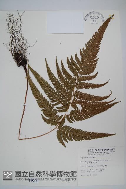 南海鱗毛蕨藏品圖，第1張