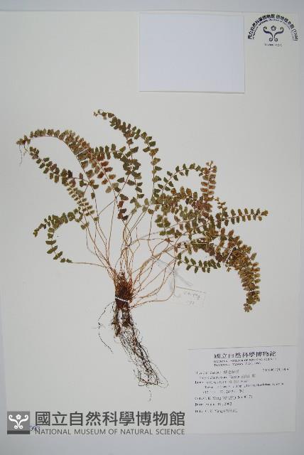 玉山耳蕨藏品圖，第1張