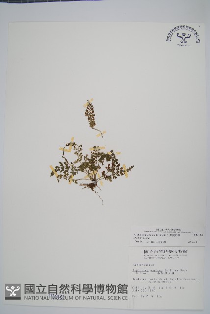 小葉鐵角蕨藏品圖，第1張