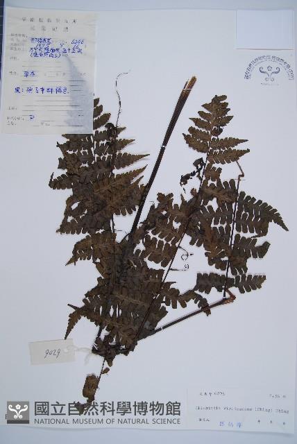 草綠短腸蕨藏品圖，第1張