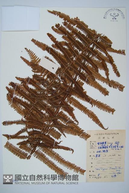 中華裡白藏品圖，第1張