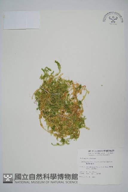 疏葉卷柏藏品圖，第1張