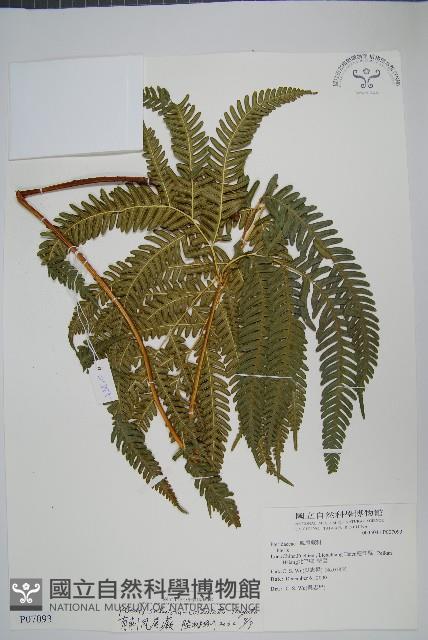 有刺鳳尾蕨藏品圖，第1張