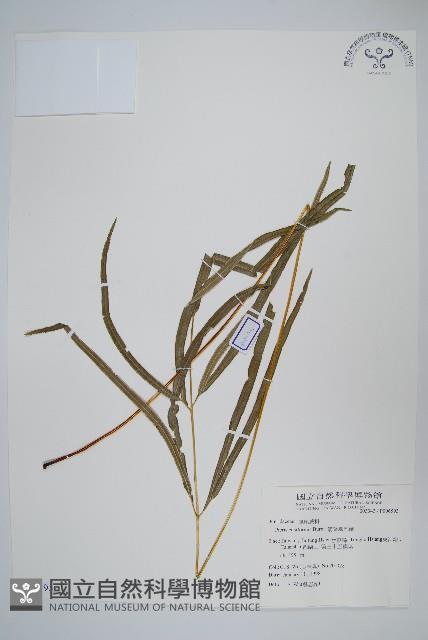 箭葉鳳尾蕨藏品圖，第1張