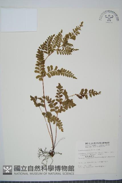 海島陵齒蕨藏品圖，第1張