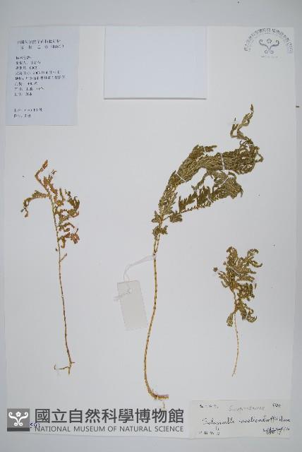 江南卷柏藏品圖，第1張