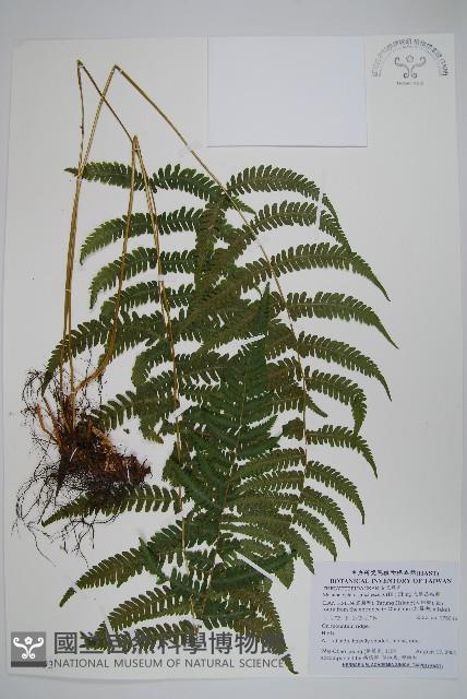 光葉凸軸蕨藏品圖，第1張