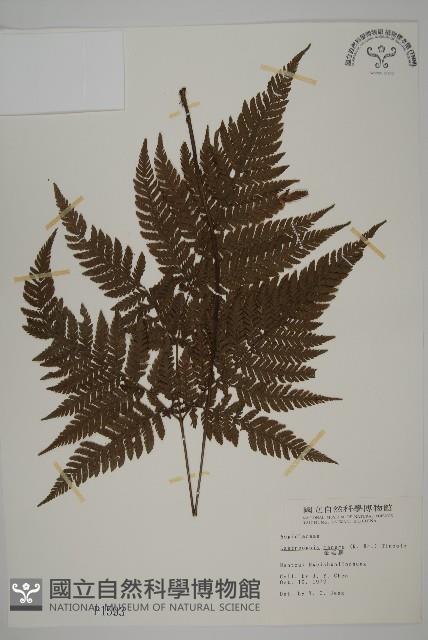 金毛蕨藏品圖，第1張