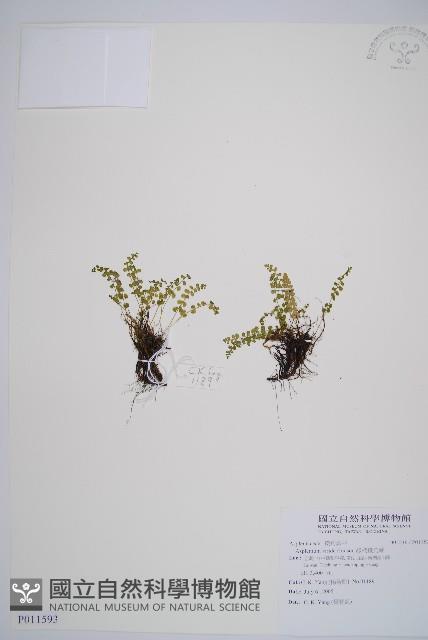 綠柄鐵角蕨藏品圖，第1張