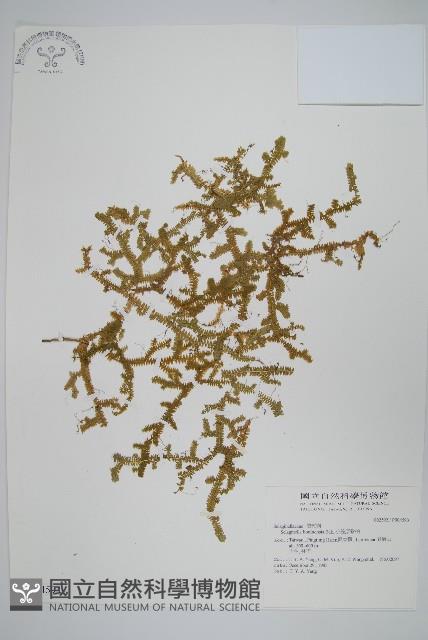 小笠原卷柏藏品圖，第1張