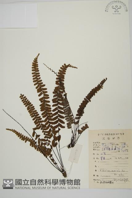 生芽鐵角蕨藏品圖，第1張