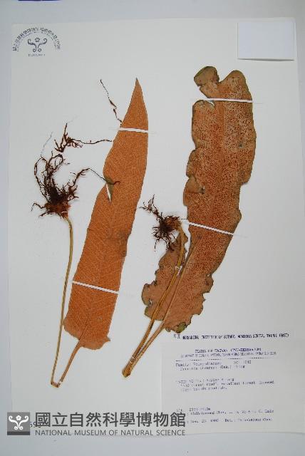 盧山石葦藏品圖，第1張