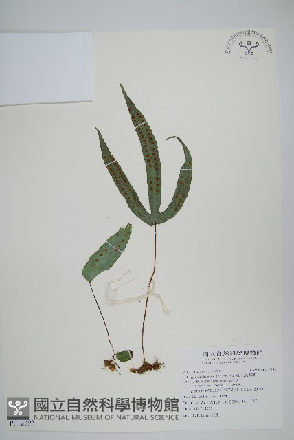 三葉茀蕨藏品圖，第1張