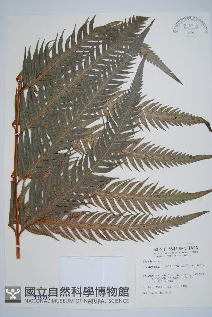 東方狗脊蕨藏品圖，第1張