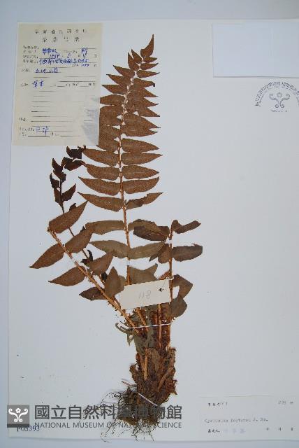 貫眾蕨藏品圖，第1張
