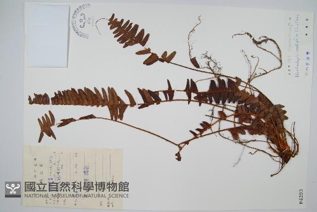 腎蕨藏品圖，第1張