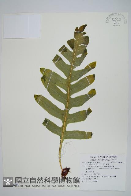 槲蕨藏品圖，第1張
