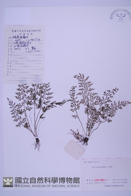 華中鐵角蕨藏品圖，第1張