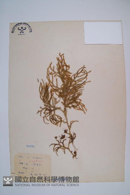 過山龍藏品圖，第1張