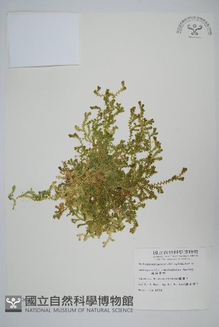 疏葉卷柏藏品圖，第1張