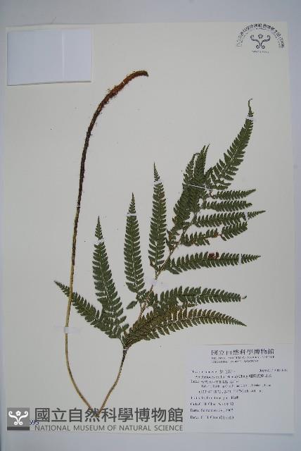 細葉複葉耳蕨藏品圖，第1張