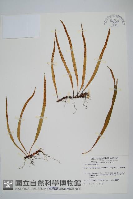 擬鱗瓦葦藏品圖，第1張