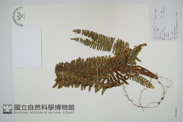 腎蕨藏品圖，第1張