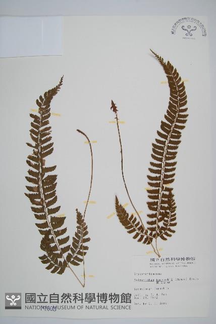 韓氏耳蕨藏品圖，第1張