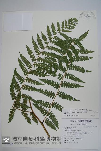 奄美雙蓋蕨藏品圖，第1張