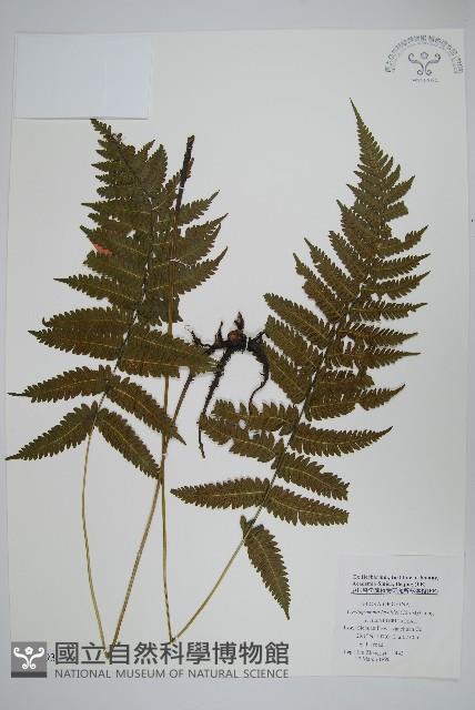 狹基鉤毛蕨藏品圖，第1張