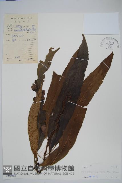 波氏星蕨藏品圖，第1張