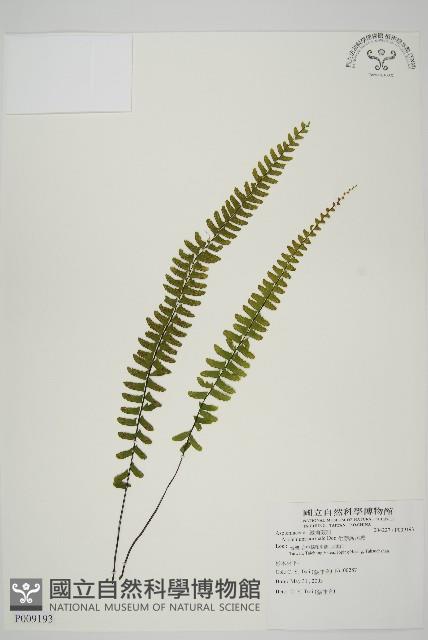 生芽鐵角蕨藏品圖，第1張