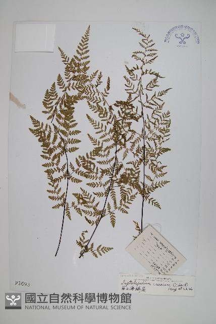 華西薄鱗蕨藏品圖，第1張