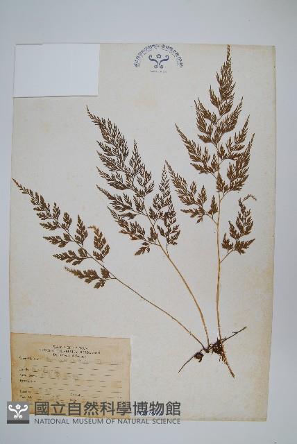 日本金粉蕨藏品圖，第1張