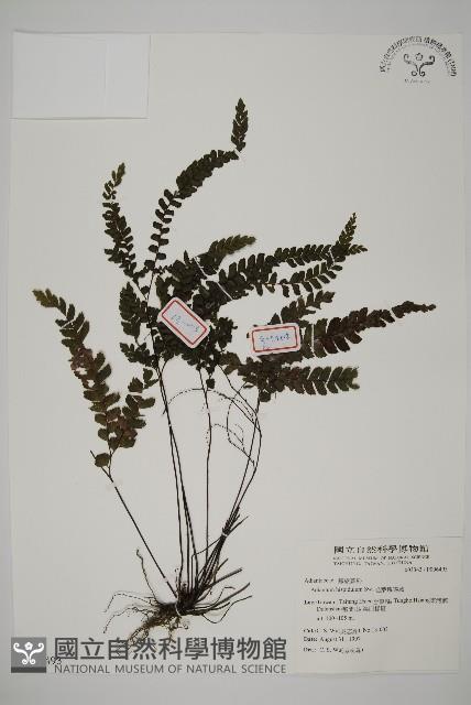 毛葉鐵線蕨藏品圖，第1張