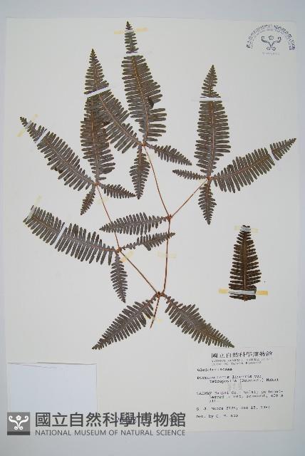 蔓芒萁藏品圖，第1張