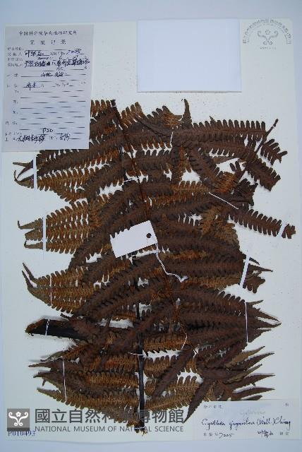 大桫欏藏品圖，第1張