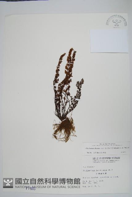 細葉碎米蕨藏品圖，第1張