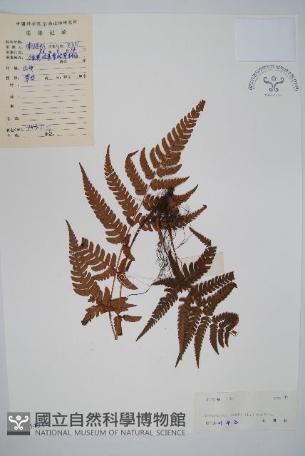 南海鱗毛蕨藏品圖，第1張