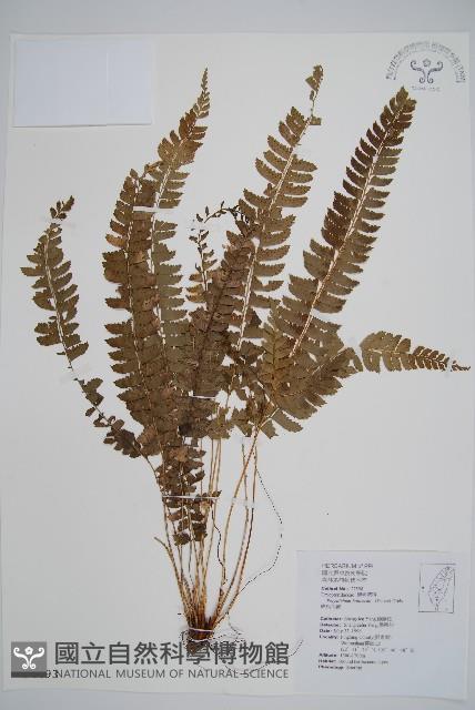 韓氏耳蕨藏品圖，第1張