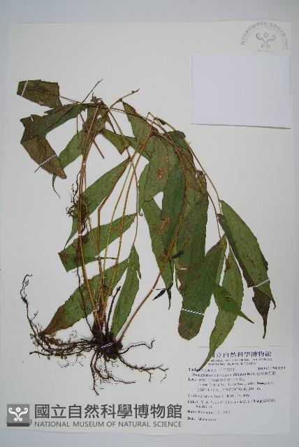 頂芽新月蕨藏品圖，第1張