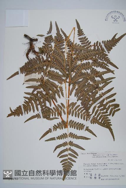 蕨藏品圖，第1張