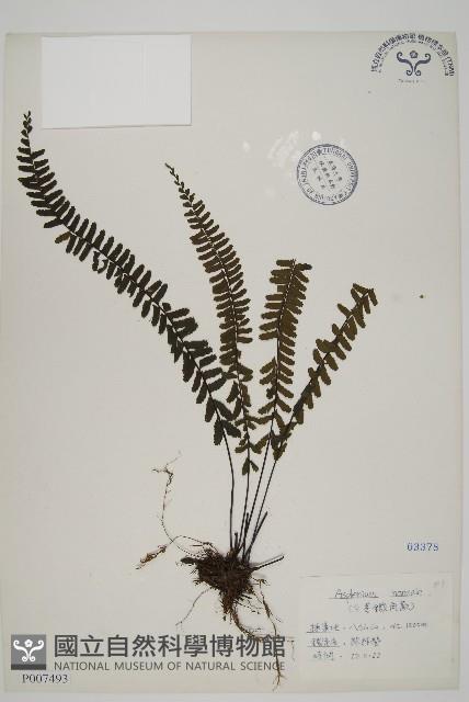 生芽鐵角蕨藏品圖，第1張