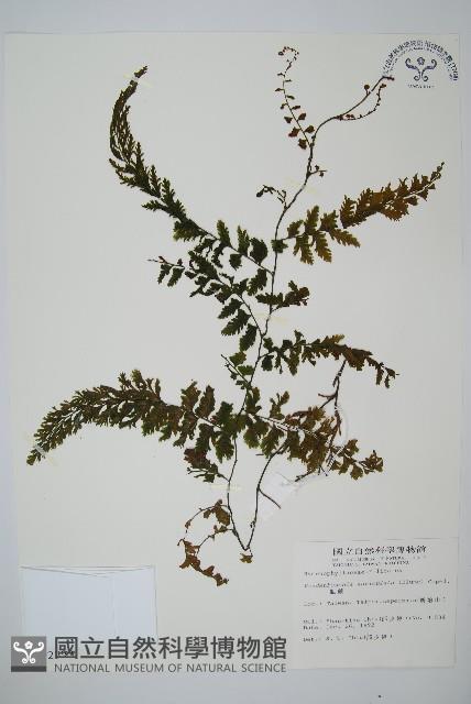 瓶蕨藏品圖，第1張