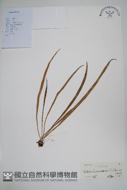 書帶蕨藏品圖，第1張